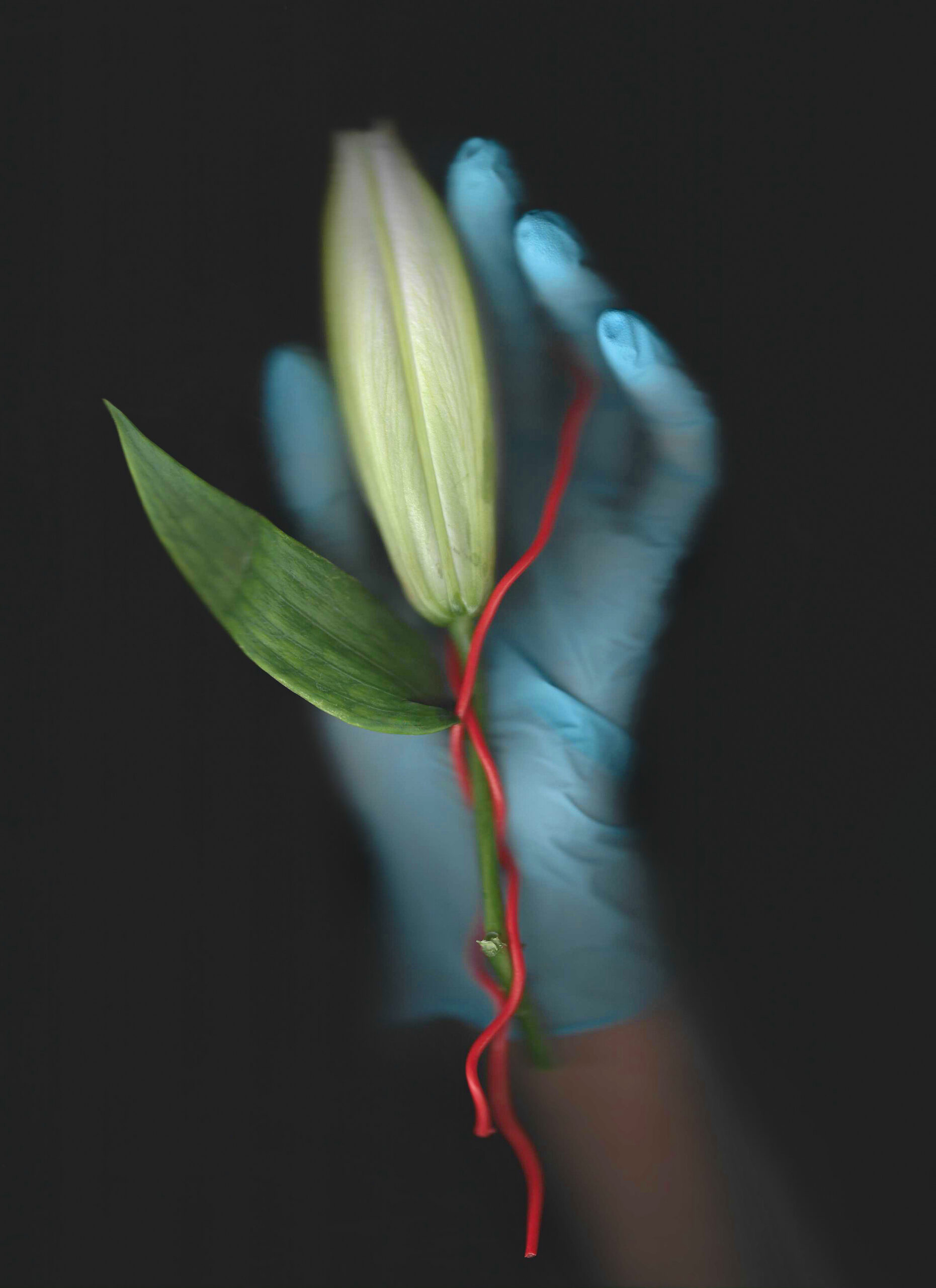 Wires and Flowers