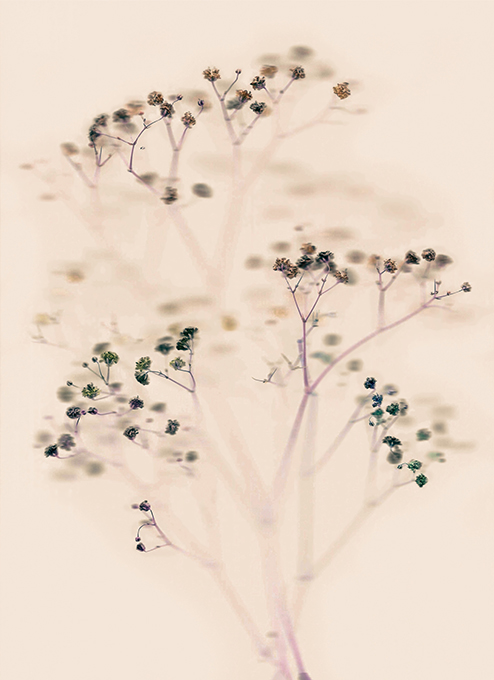 Gypsophila