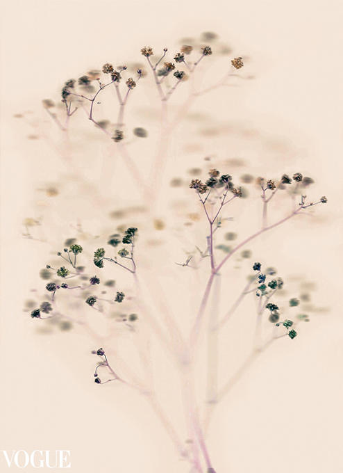 VOGUE_Gypsophila