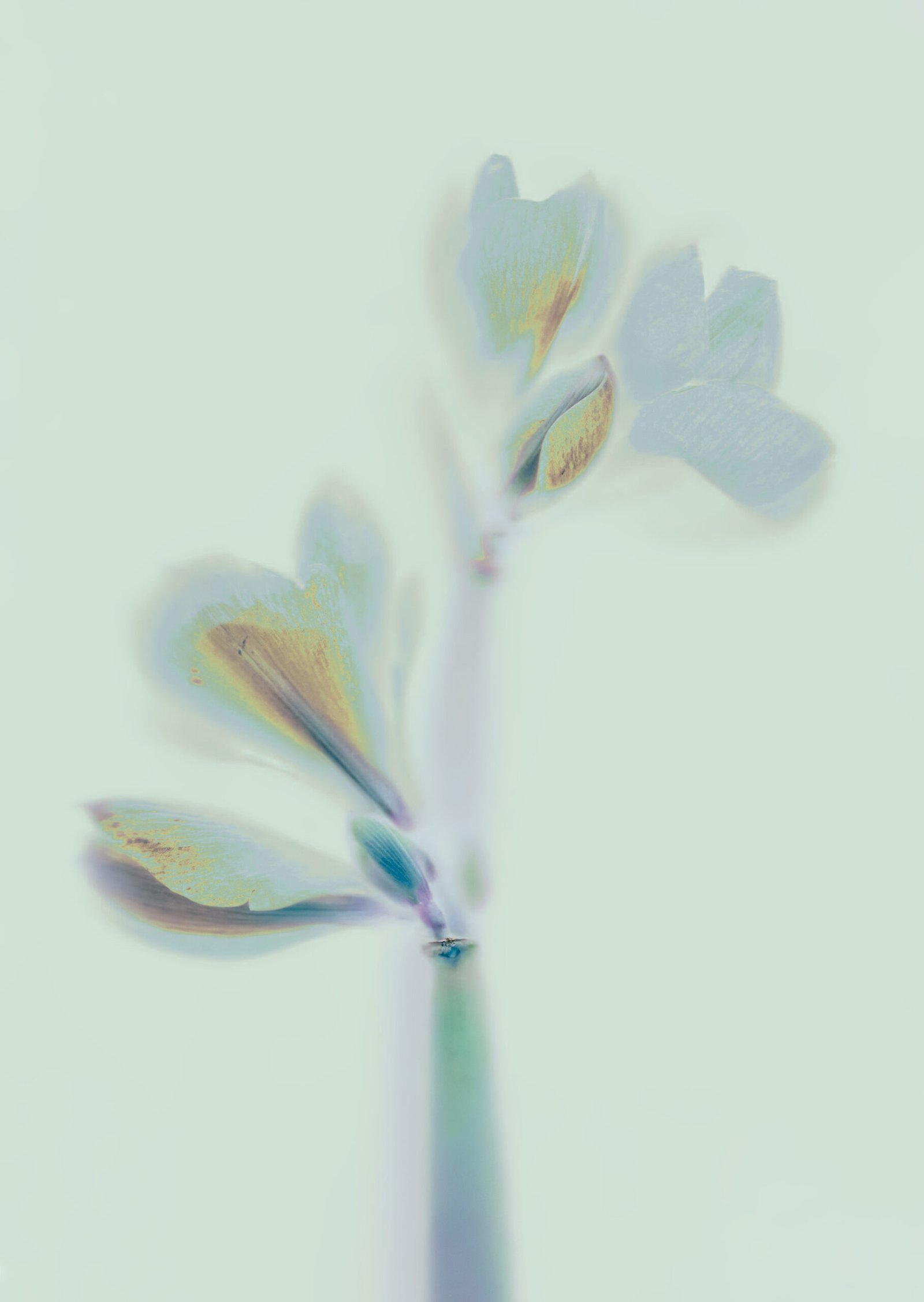 Amaryllis_Амариліс