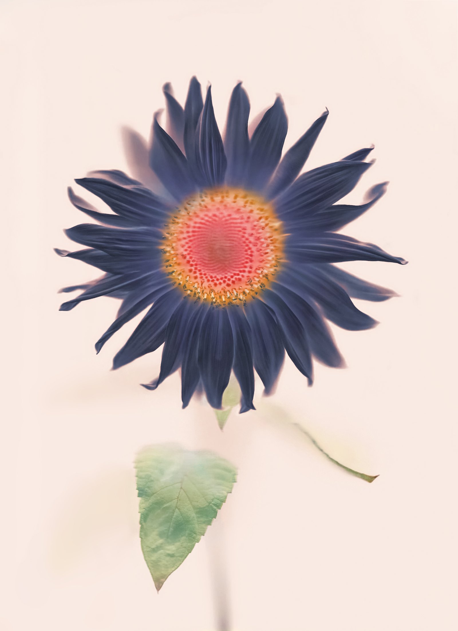 Sunflower_Сонячник